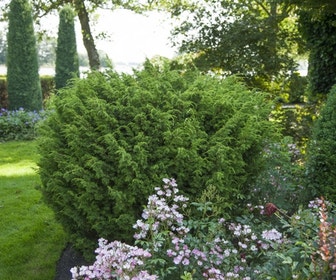 Jeneverbes (Juniperus chinensis 'Blaauw')