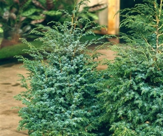 Jeneverbes (Juniperus chinensis 'Blue Alps')