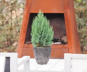 Jeneverbes (Juniperus chinensis 'Stricta')