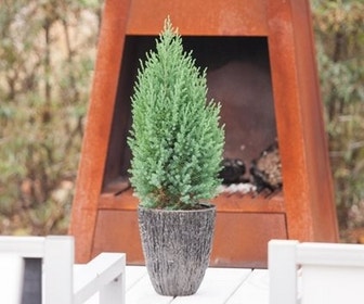 Jeneverbes (Juniperus chinensis 'Stricta')