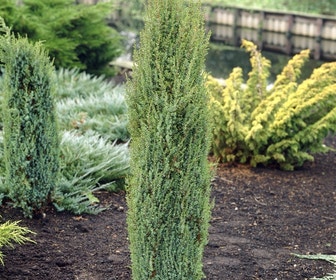Jeneverbes (Juniperus communis 'Arnold')