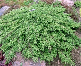 Jeneverbes (Juniperus communis 'Green Carpet')