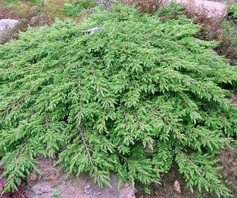 Jeneverbes (Juniperus communis 'Green Carpet')