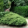 Jeneverbes (Juniperus communis 'Repanda')