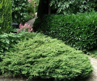 Jeneverbes (Juniperus communis 'Repanda')