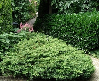 Jeneverbes (Juniperus communis 'Repanda')