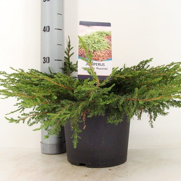 Jeneverbes Juniperus Communis Repanda jeneverbes-juniperus-communis-repanda