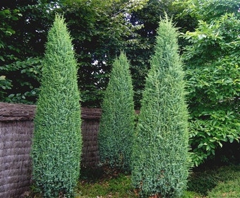 Jeneverbes (Juniperus communis 'Suecica')