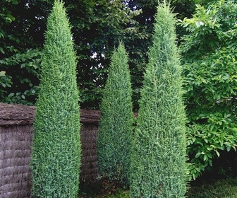 Jeneverbes (Juniperus communis 'Suecica')