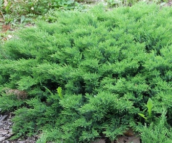 Jeneverbes (Juniperus davurica 'Leningrad')