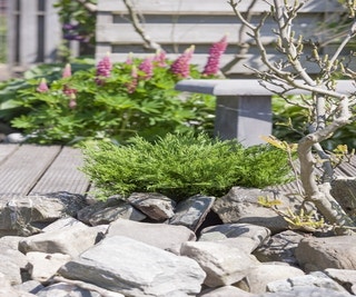 Jeneverbes (Juniperus horizontalis 'Andorra Compact')