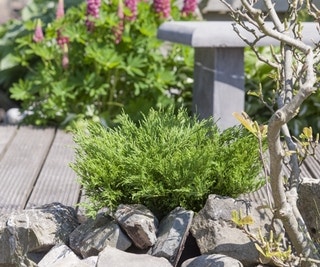 Jeneverbes (Juniperus horizontalis 'Andorra Compact')