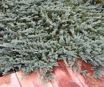 Jeneverbes (Juniperus horizontalis 'Blue Chip')