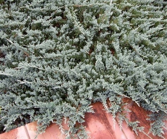Jeneverbes (Juniperus horizontalis 'Blue Chip')