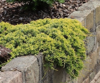 Jeneverbes (Juniperus horizontalis 'Golden Carpet')