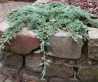 Jeneverbes (Juniperus horizontalis 'Icee Blue')