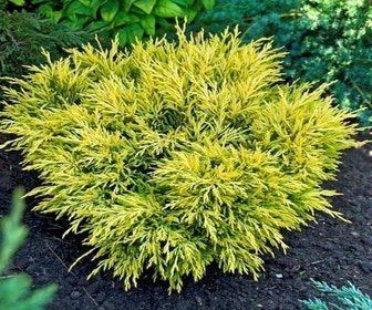 Jeneverbes (Juniperus horizontalis 'Limeglow')