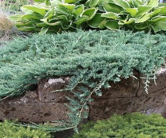 Jeneverbes (Juniperus horizontalis 'Wiltonii')