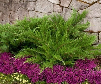 Jeneverbes (Juniperus media 'Mint Julep')