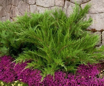 Jeneverbes (Juniperus media 'Mint Julep')