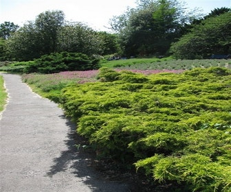 Jeneverbes (Juniperus media 'Old Gold')