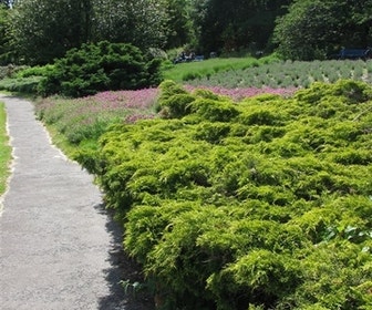 Jeneverbes (Juniperus media 'Old Gold')