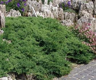 Jeneverbes (Juniperus procumbens 'Nana')