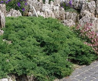 Jeneverbes (Juniperus procumbens 'Nana')