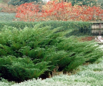 Sevenboom (Juniperus sabina)