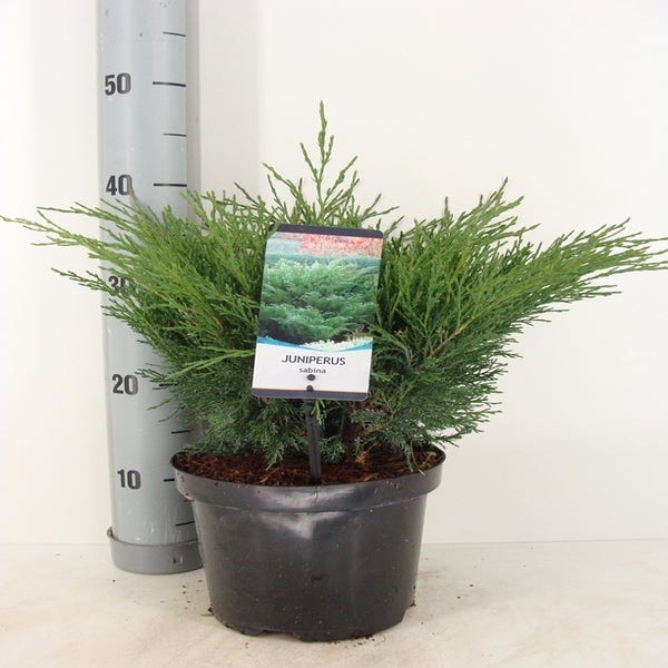 Sevenboom (Juniperus sabina)