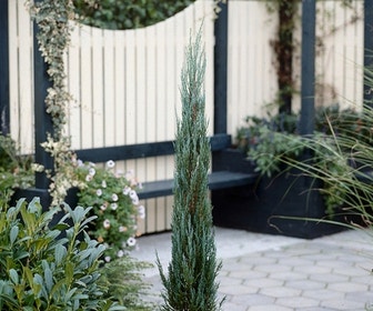 Jeneverbes (Juniperus scopulorum 'Blue Arrow')