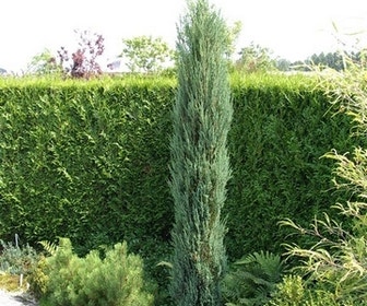 Jeneverbes (Juniperus scopulorum 'Skyrocket')