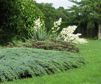 Jeneverbes (Juniperus squamata 'Blue Carpet')