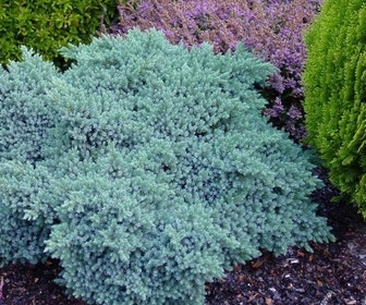 Jeneverbes (Juniperus squamata 'Blue Star')