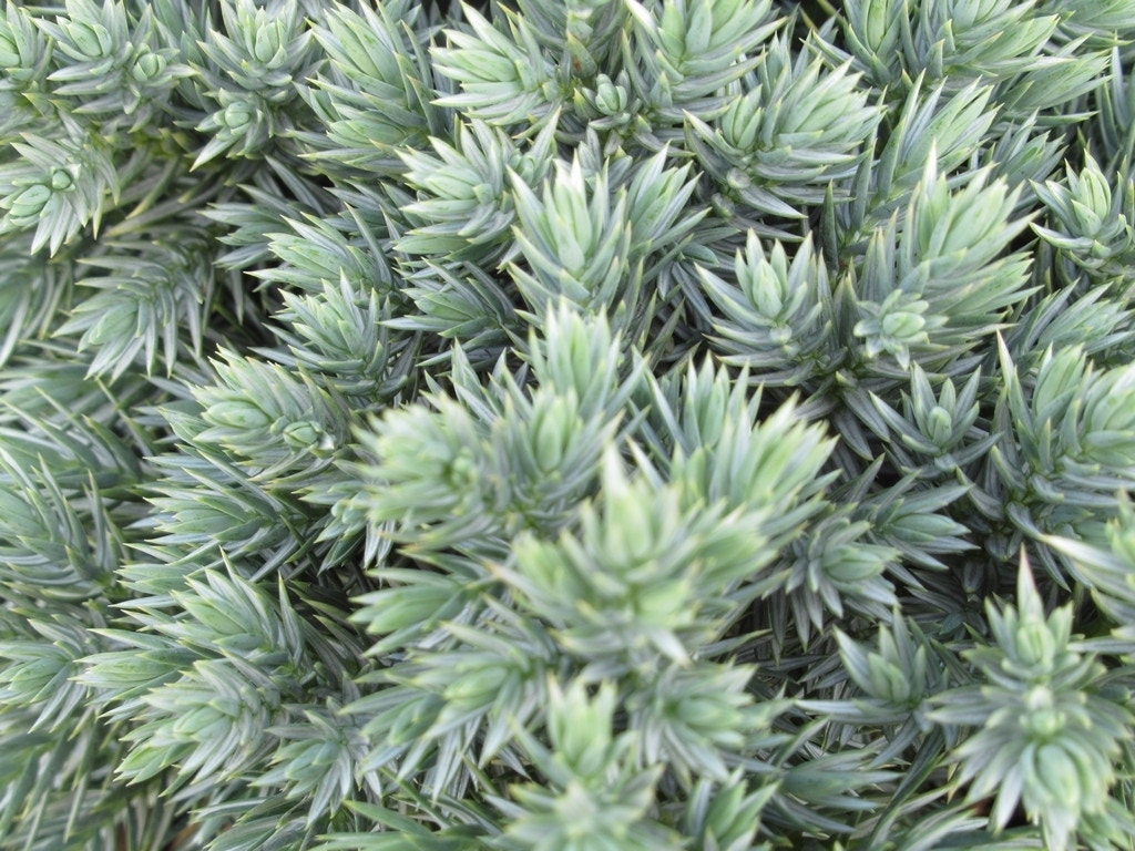 Blauwe jeneverbes