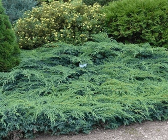 Jeneverbes (Juniperus squamata 'Blue Swede')