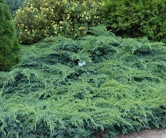 Jeneverbes (Juniperus squamata 'Blue Swede')