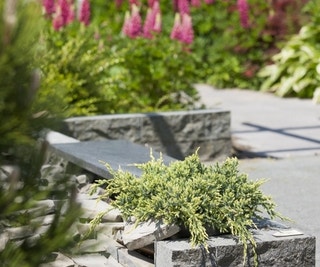 Jeneverbes (Juniperus squamata 'Holger')