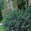 Jeneverbes (Juniperus squamata 'Meyeri')