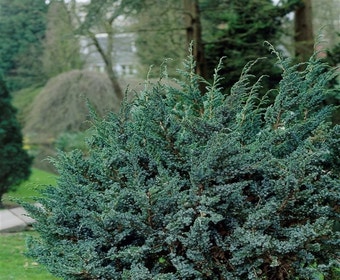 Jeneverbes (Juniperus squamata 'Meyeri')