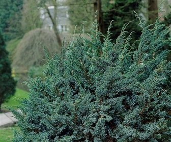 Jeneverbes (Juniperus squamata 'Meyeri')