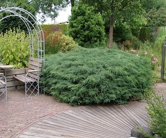 Jeneverbes (Juniperus virginiana 'Grey Owl')