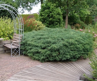 Jeneverbes (Juniperus virginiana 'Grey Owl')