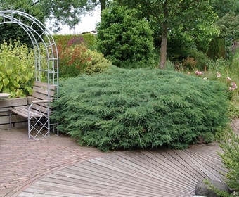 Jeneverbes (Juniperus virginiana 'Grey Owl')