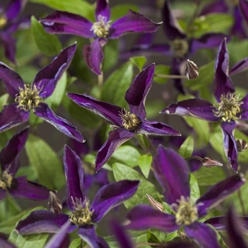 Clematis ‘Noora’