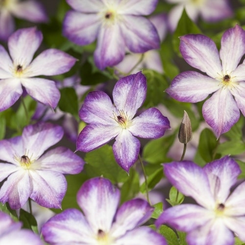 Clematis 'Pernille
