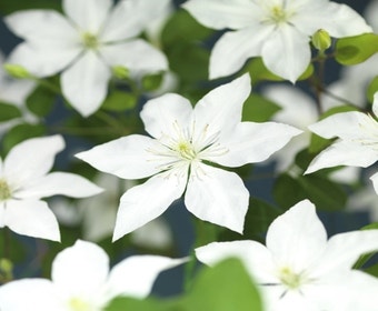 Bosrank (Clematis So Many 'White Flowers')