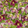 Bosrank (Clematis 'cirrhosa Freckles')