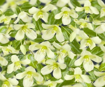 Bosrank (Clematis cirrhosa 'Wisley Cream')