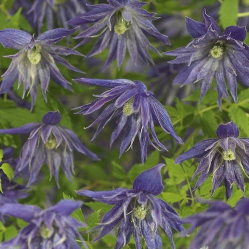 Bosrank (Clematis 'Spiky')